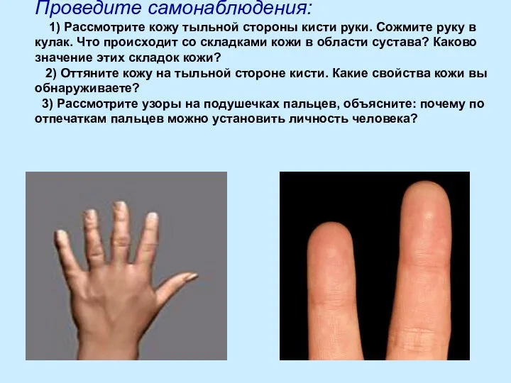 Проведите самонаблюдения: 1) Рассмотрите кожу тыльной стороны кисти руки. Сожмите руку в