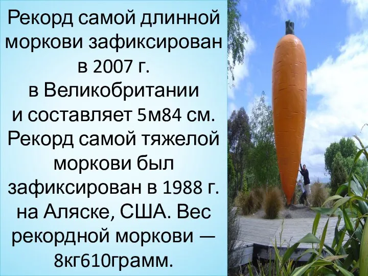 Рекорд самой длинной моркови зафиксирован в 2007 г. в Великобритании и составляет