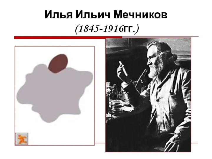 Илья Ильич Мечников (1845-1916гг.)