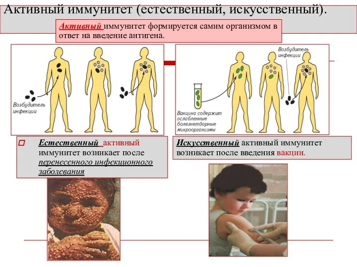 Активный иммунитет (естественный, искусственный). Естественный активный иммунитет возникает после перенесенного инфекционного заболевания