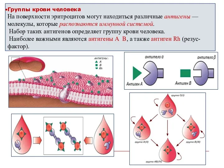 Группы крови человека На поверхности эритроцитов могут находиться различные антигены — молекулы,