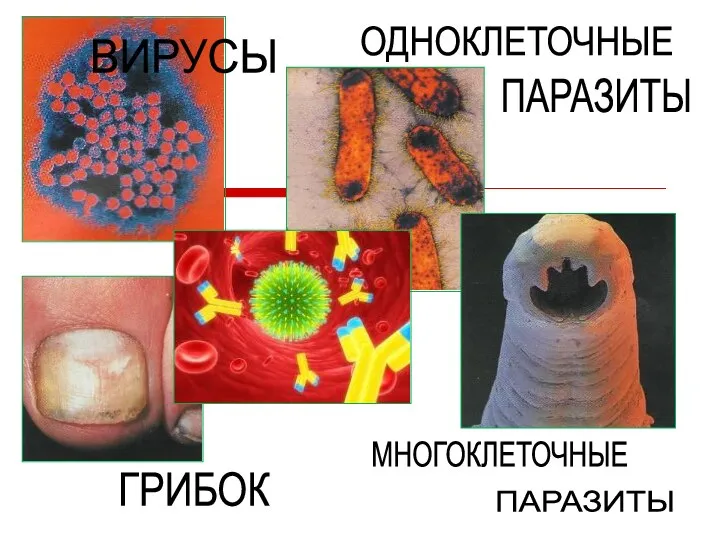 ВИРУСЫ ОДНОКЛЕТОЧНЫЕ ПАРАЗИТЫ МНОГОКЛЕТОЧНЫЕ ПАРАЗИТЫ ГРИБОК