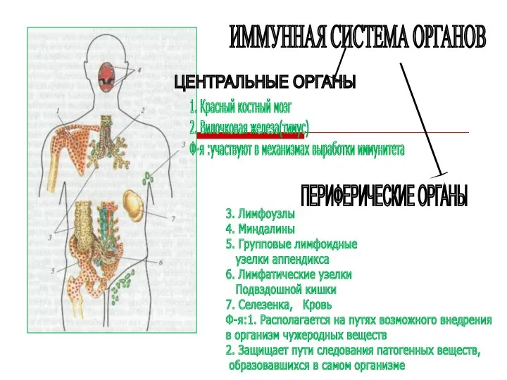 ИММУННАЯ СИСТЕМА ОРГАНОВ ЦЕНТРАЛЬНЫЕ ОРГАНЫ ПЕРИФЕРИЧЕСКИЕ ОРГАНЫ 1. Красный костный мозг 2.