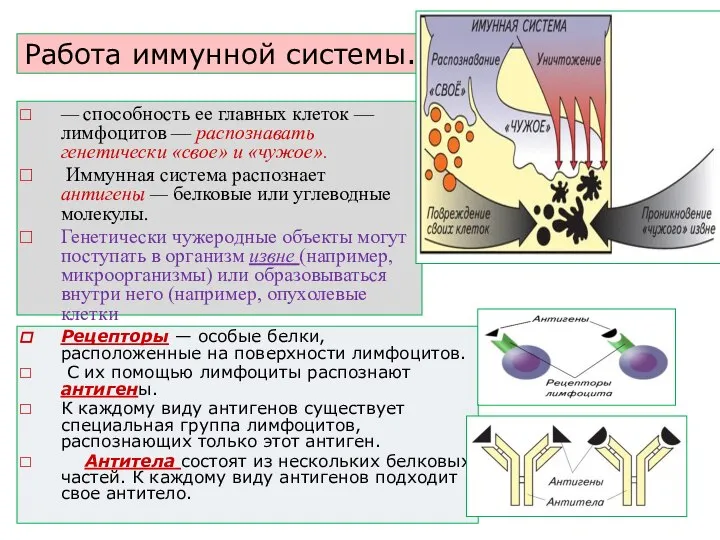 Работа иммунной системы. — способность ее главных клеток — лимфоцитов — распознавать