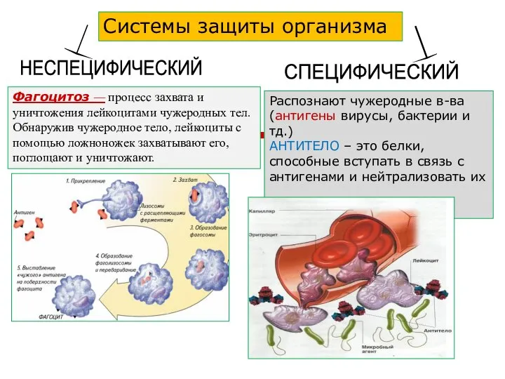 СПЕЦИФИЧЕСКИЙ НЕСПЕЦИФИЧЕСКИЙ Распознают чужеродные в-ва (антигены вирусы, бактерии и тд.) АНТИТЕЛО –