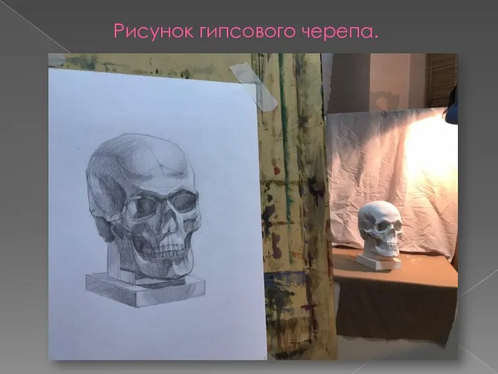 Рисунок гипсового черепа.