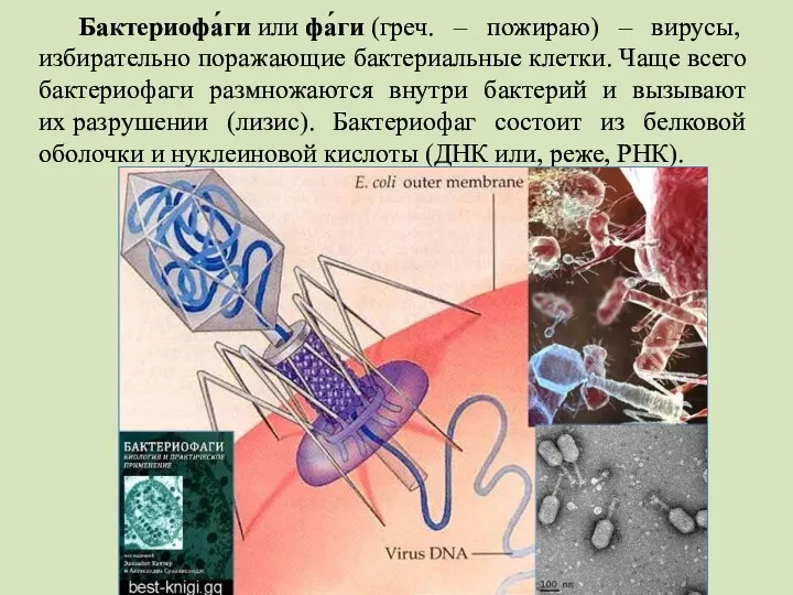 Бактериофа́ги или фа́ги (греч. – пожираю) – вирусы, избирательно поражающие бактериальные клетки.