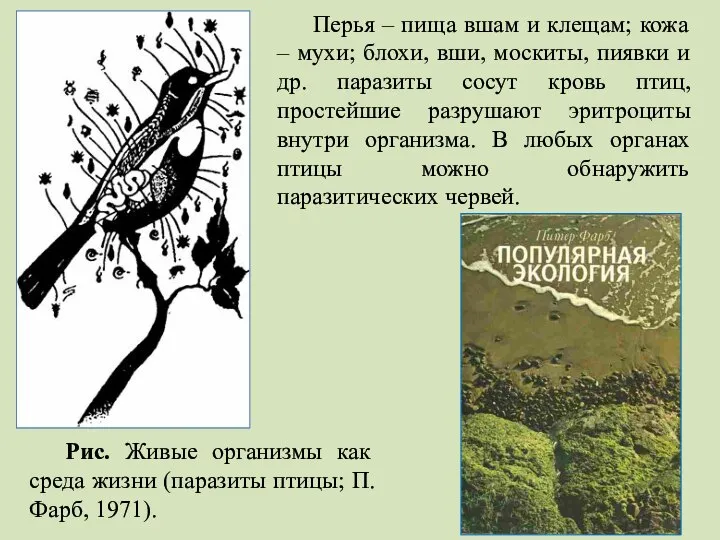 Рис. Живые организмы как среда жизни (паразиты птицы; П. Фарб, 1971). Перья