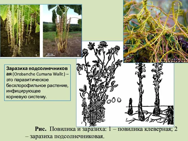 Рис. Повилика и заразиха: 1 – повилика клеверная; 2 – заразиха подсолнечниковая.