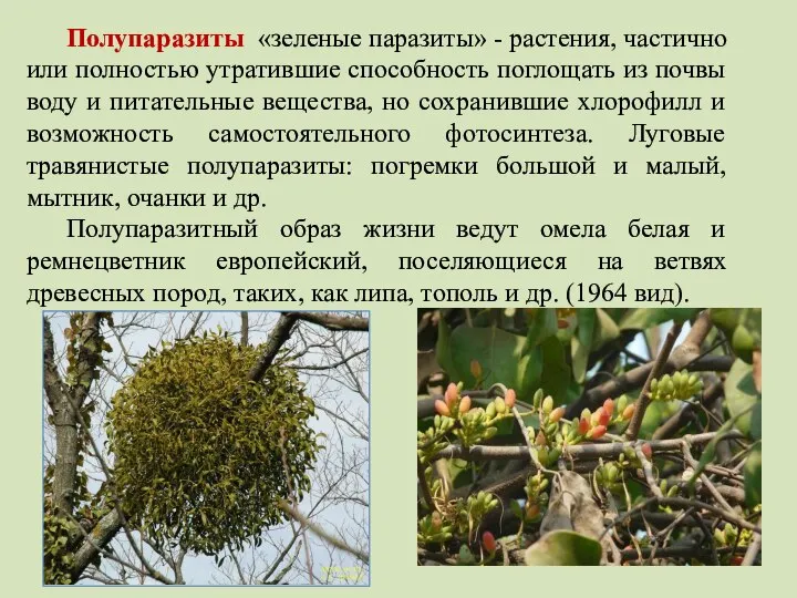 Полупаразиты «зеленые паразиты» - растения, частично или полностью утратившие способность поглощать из