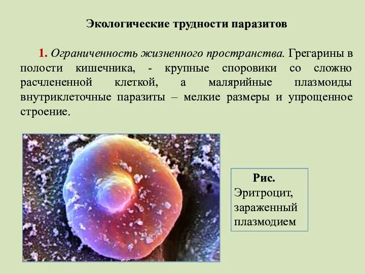 Экологические трудности паразитов 1. Ограниченность жизненного пространства. Грегарины в полости кишечника, -