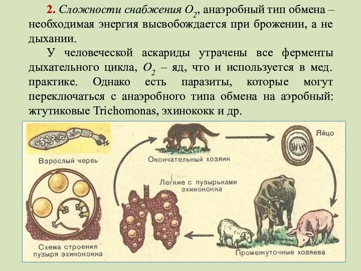 2. Сложности снабжения О2, анаэробный тип обмена – необходимая энергия высвобождается при