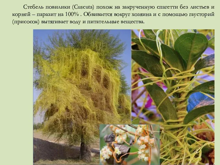 Стебель повилики (Cuscuta) похож на закрученную спагетти без листьев и корней –