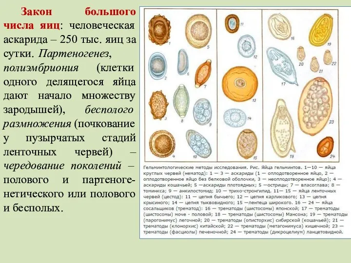 Закон большого числа яиц: человеческая аскарида – 250 тыс. яиц за сутки.