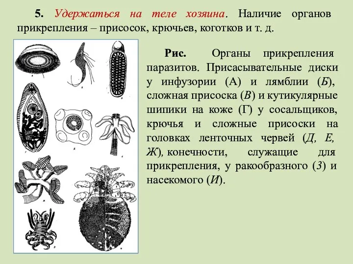 5. Удержаться на теле хозяина. Наличие органов прикрепления – присосок, крючьев, коготков