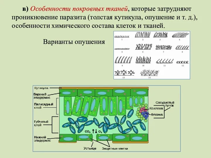 в) Особенности покровных тканей, которые затрудняют проникновение паразита (толстая кутикула, опушение и