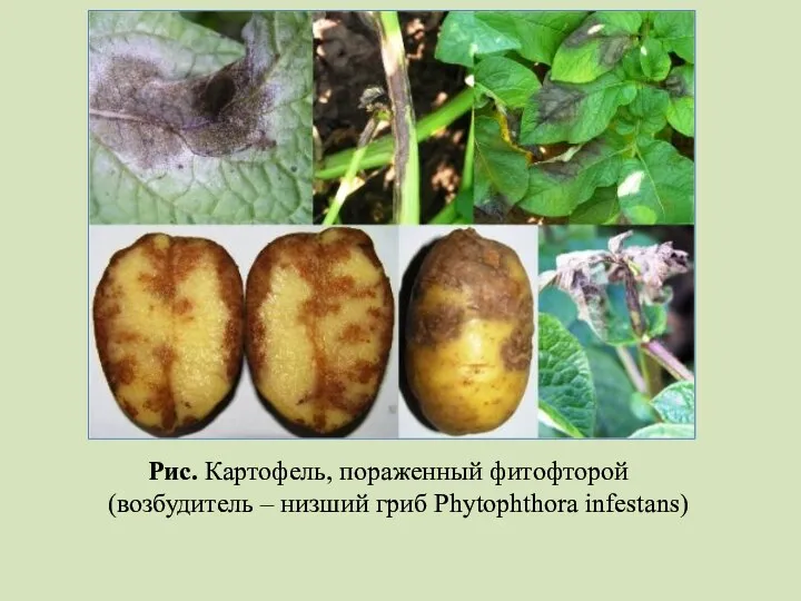 Рис. Картофель, пораженный фитофторой (возбудитель – низший гриб Phytophthora infestans)