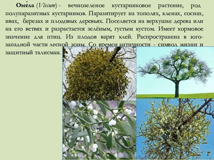 Оме́ла (Víscum) - вечнозеленое кустарниковое растение, род полупаразитных кустарников. Паразитирует на тополях,
