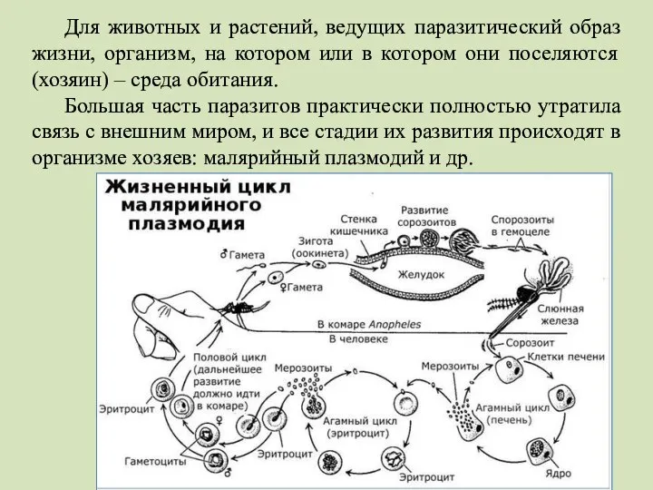 Для животных и растений, ведущих паразитический образ жизни, организм, на котором или