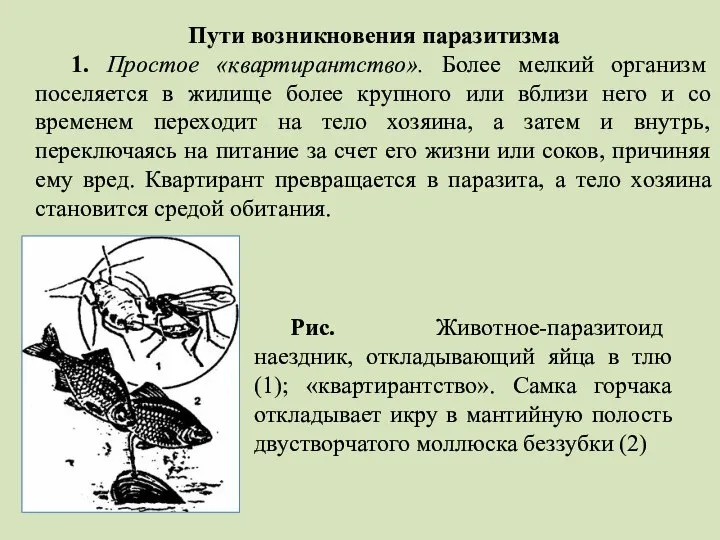 Рис. Животное-паразитоид наездник, откладывающий яйца в тлю (1); «квартирантство». Самка горчака откладывает