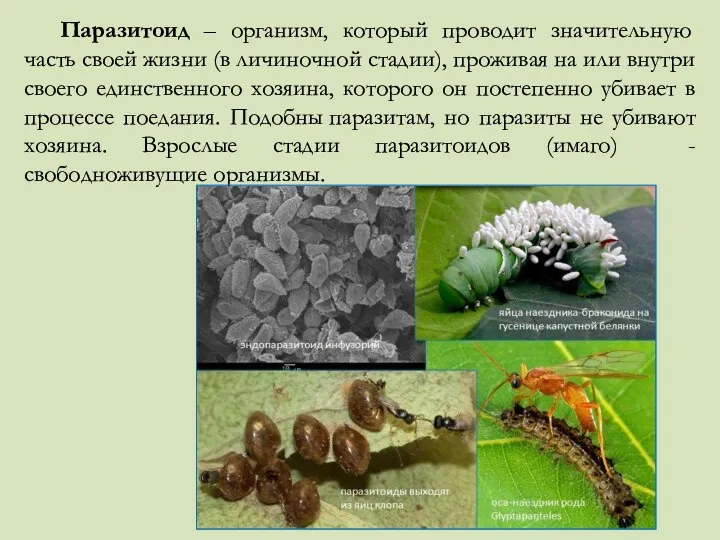 Паразитоид – организм, который проводит значительную часть своей жизни (в личиночной стадии),