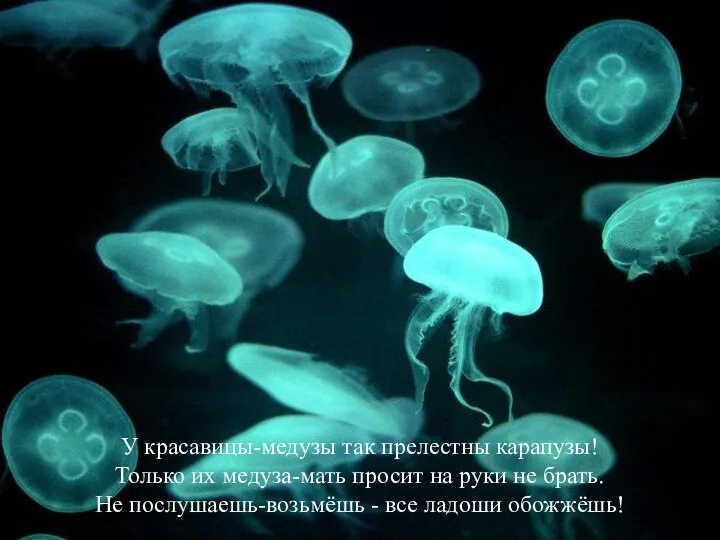 У красавицы-медузы так прелестны карапузы! Только их медуза-мать просит на руки не