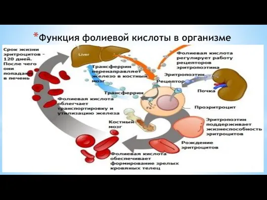 Функция фолиевой кислоты в организме