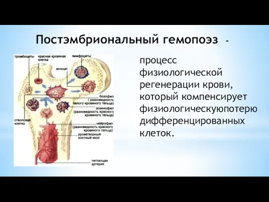 Постэмбриональный гемопоэз - процесс физиологической регенерации крови, который компенсирует физиологическуюпотерю дифференцированных клеток.