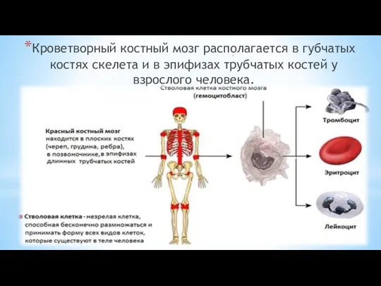 Кроветворный костный мозг располагается в губчатых костях скелета и в эпифизах трубчатых