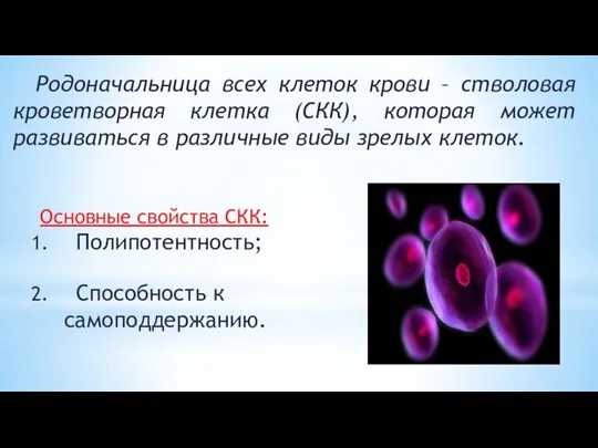 Родоначальница всех клеток крови – стволовая кроветворная клетка (СКК), которая может развиваться