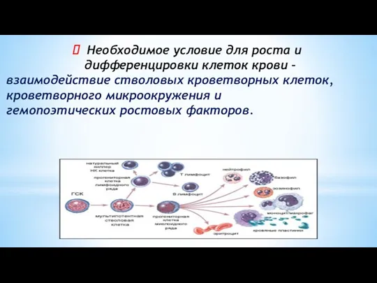 Необходимое условие для роста и дифференцировки клеток крови – взаимодействие стволовых кроветворных