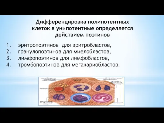 эритропоэтинов для эритробластов, гранулопоэтинов для миелобластов, лимфопоэтинов для лимфобластов, тромбопоэтинов для мегакариобластов.