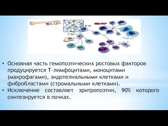 Основная часть гемопоэтических ростовых факторов продуцируется Т-лимфоцитами, моноцитами (макрофагами), эндотелиальными клетками и