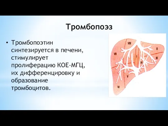 Тромбопоэз Тромбопоэтин синтезируется в печени, стимулирует пролиферацию КОЕ-МГЦ, их дифференцировку и образование тромбоцитов.