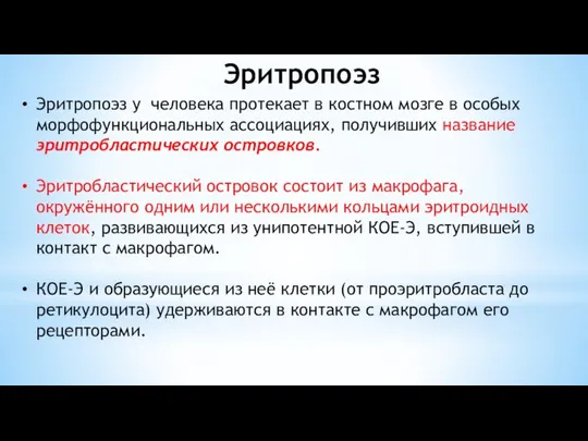 Эритропоэз Эритропоэз у человека протекает в костном мозге в особых морфофункциональных ассоциациях,