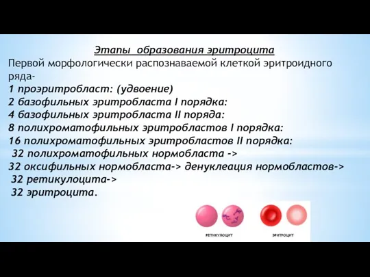 Этапы образования эритроцита Первой морфологически распознаваемой клеткой эритроидного ряда- 1 проэритробласт: (удвоение)