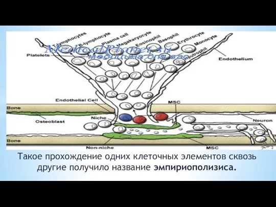 Такое прохождение одних клеточных элементов сквозь другие получило название эмпириополизиса.