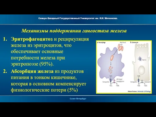 Механизмы поддержании гомеостаза железа Эритрофагоцитоз и рециркуляция железа из эритроцитов, что обеспечивает