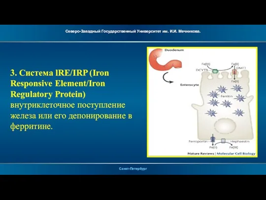 3. Система lRE/IRP (Iron Responsive Element/Iron Regulatory Protein) внутриклеточное поступление железа или его депонирование в ферритине.