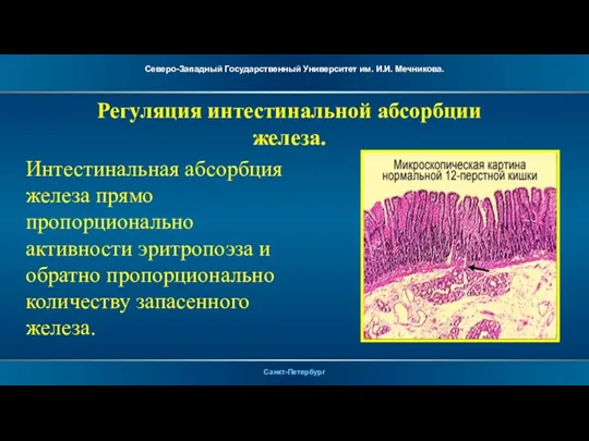 Регуляция интестинальной абсорбции железа. Интестинальная абсорбция железа прямо пропорционально активности эритропоэза и