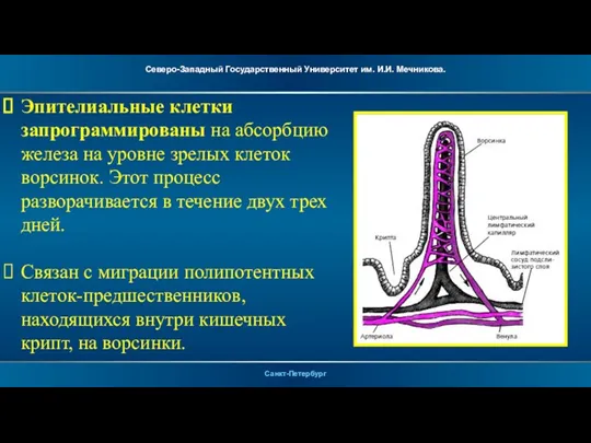 Эпителиальные клетки запрограммированы на абсорбцию железа на уровне зрелых клеток ворсинок. Этот