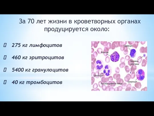 За 70 лет жизни в кроветворных органах продуцируется около: 275 кг лимфоцитов