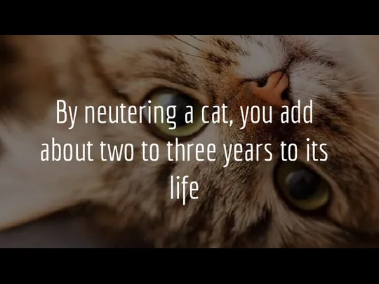 By neutering a cat, you add about two to three years to its life