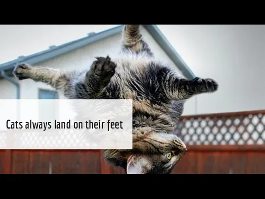 Cats always land on their feet