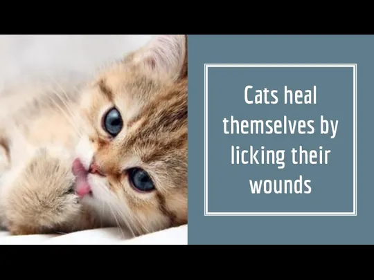 Cats heal themselves by licking their wounds