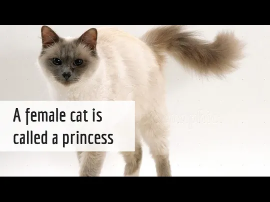 A female cat is called a princess