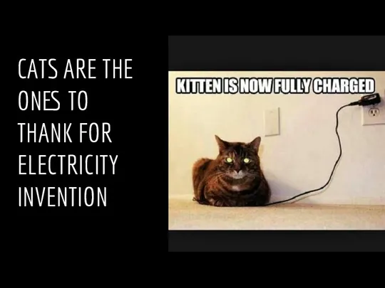 CATS ARE THE ONES TO THANK FOR ELECTRICITY INVENTION