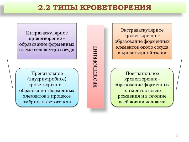 Пренатальное (внутриутробное) кроветворение – образование форменных элементов в процессе эмбрио- и фетогенеза