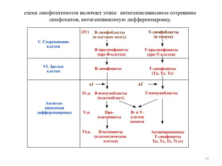 схема лимфоцитопоэза включает этапа: антигеннезависимое созревание лимфоцитов, антигензависимую дифференцировку,