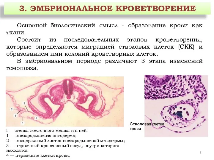 3. ЭМБРИОНАЛЬНОЕ КРОВЕТВОРЕНИЕ Основной биологический смысл - образование крови как ткани. Состоит